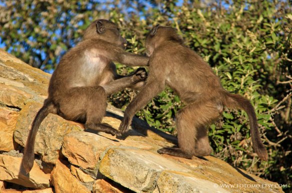 cape-point-38