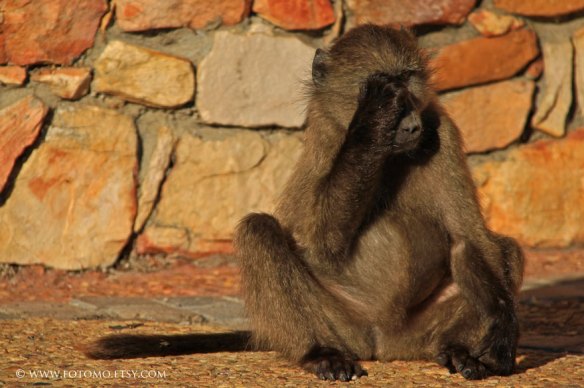 cape-point-39