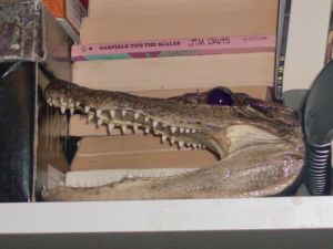 alligator-head2 seriously, wtf?