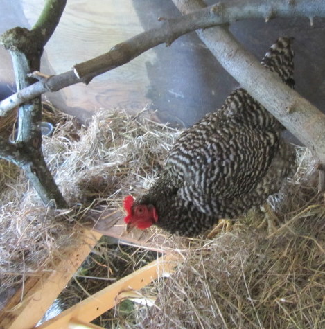 Bertha is thinking about heading down the ladder