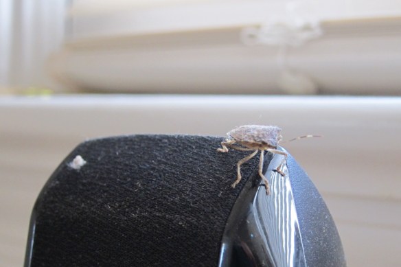 Stink bug on speaker