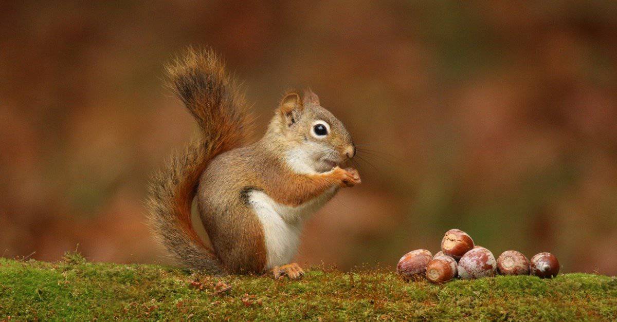 What Do Squirrels Eat? - AZ Animals