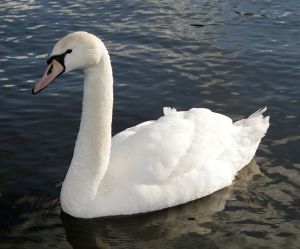 800px-Mute_swan