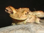 abstractfrog70407-1res abstractfrog70407-1res