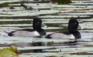 scaup-1re