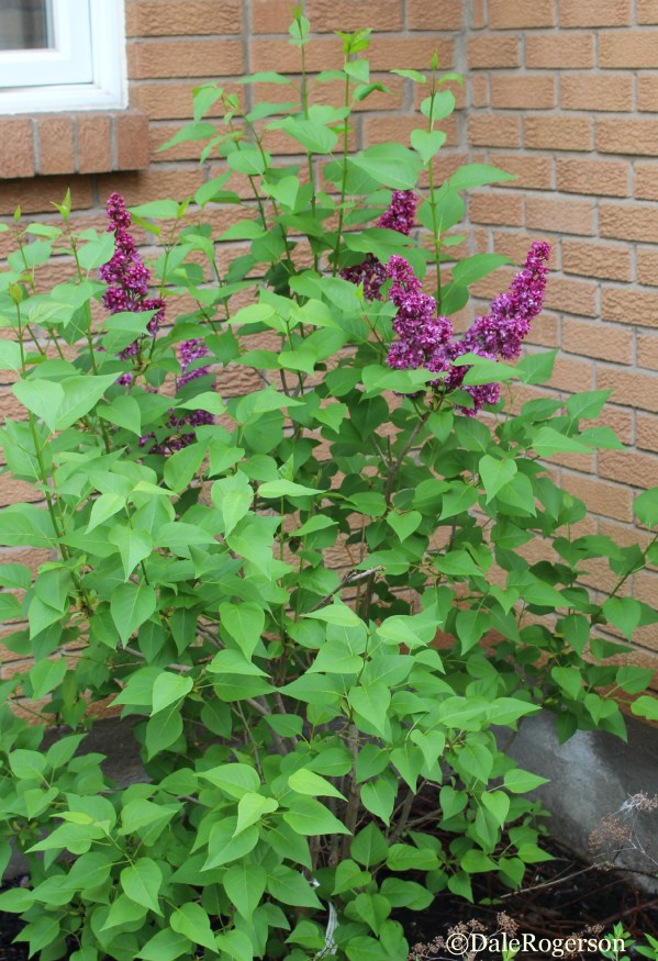 Lilac