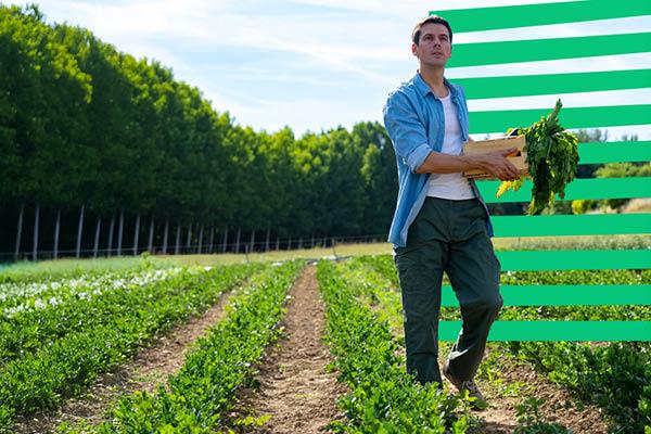 A man in a blue shirt carries a crate of vegetables through a lush green field.