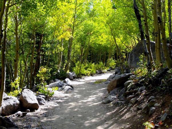 hiking_trail_in_forest