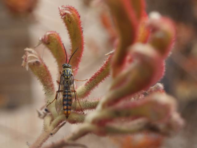 A long-bodied wasp sits vertically, with its back to the camera, on fuzzy orange paw-shaped flowers.