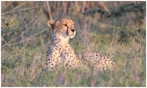 cheetah in sun