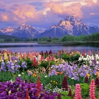 AG-W55- Flowers And Spring
