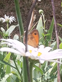 A Flower And A Butterfly