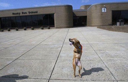 Faith the dog 11