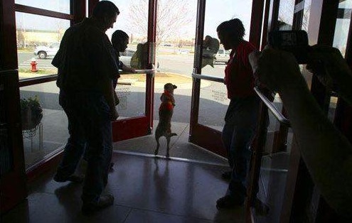 Faith the dog 6