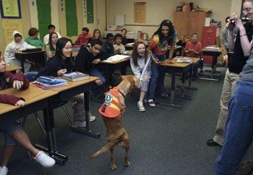 Faith the dog 8