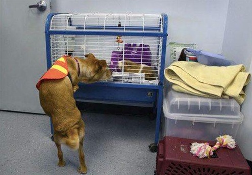 Faith the dog 9