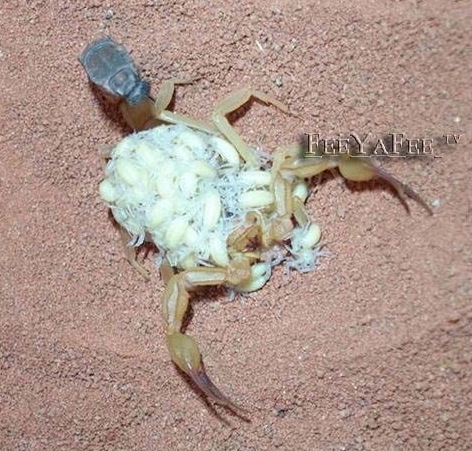 scorpio 3