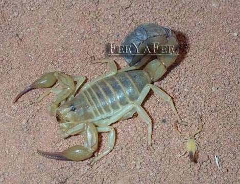 scorpio 7