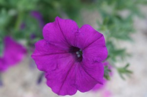 IMG_6110 Another pretty flower...