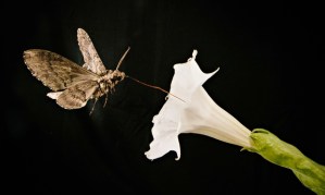 Moth pollinating plant at night.