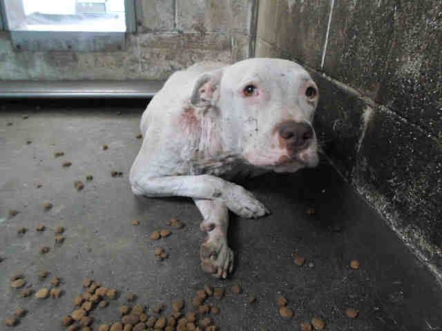None of us want to see photos like this, but they are a grim reality. This dog is available for rescue in CA.