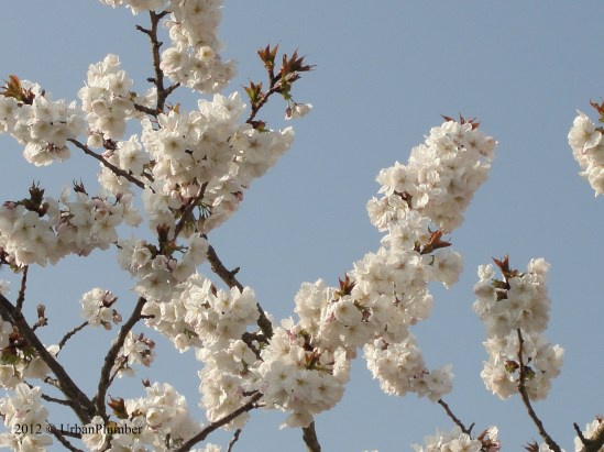 Blossom 1