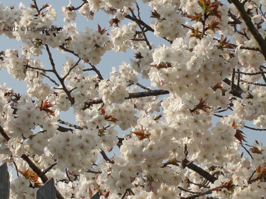 Blossom 4