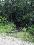 Florida Friends