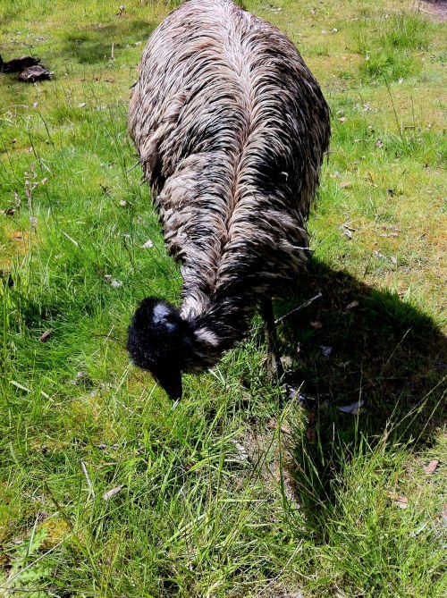 Emu
