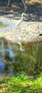 birds-pond-snake-032-1 birds-pond-snake-032-1
