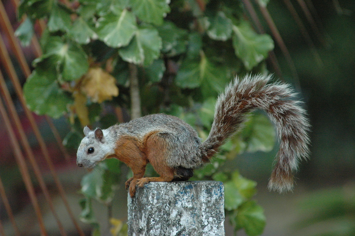 ADW: Sciurus variegatoides: INFORMATION