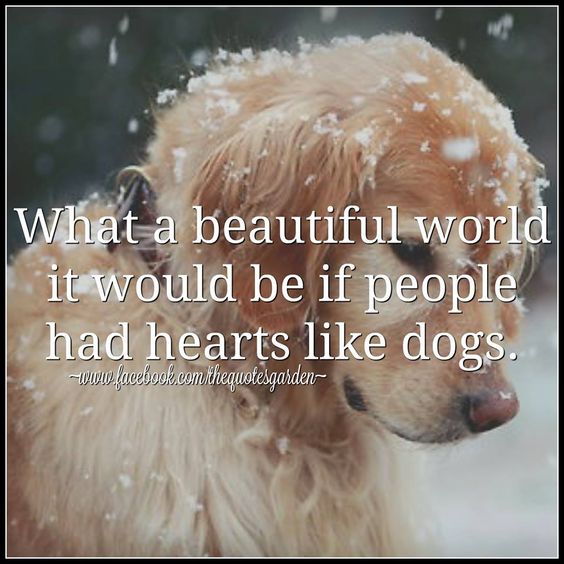 Dogs love 1