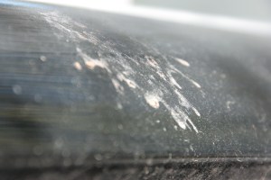 IMG_5242