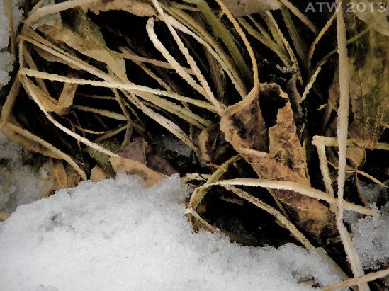 Winter's Hosta-2 WM