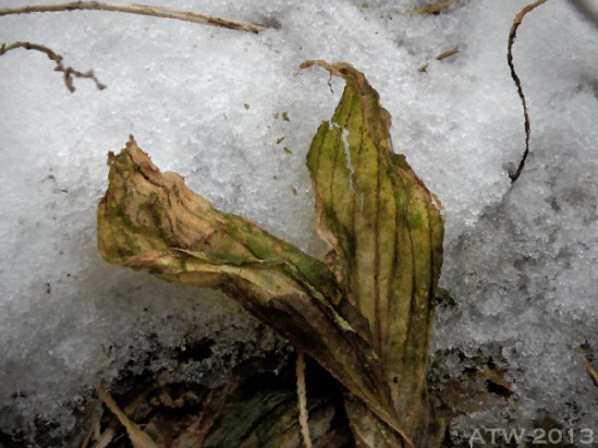 Winter's Hosta-4 WM