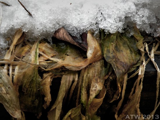 Winter's Hosta-5 WM