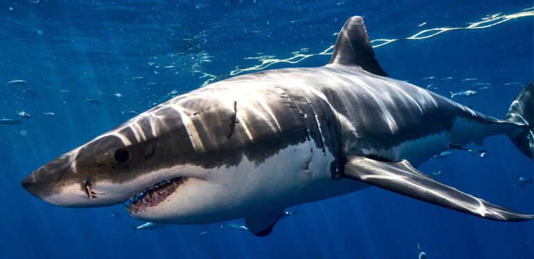Apex shark expeditions shark facts image