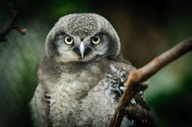 Owl @ London Zoo Owl @ London Zoo