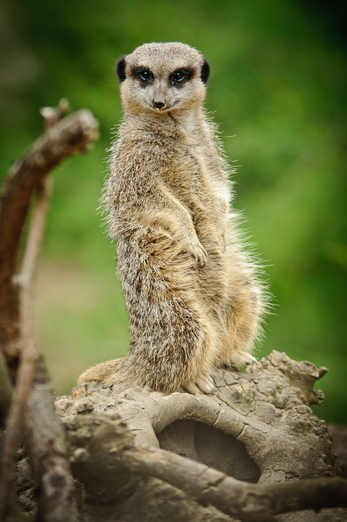 Meerkat @ London Zoo I Meerkat @ London Zoo I