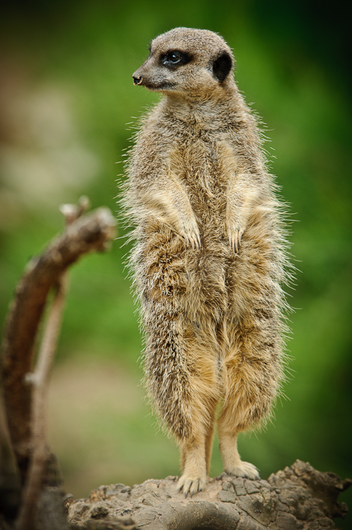 Meerkat @ London Zoo III Meerkat @ London Zoo III
