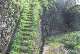 senility stairway