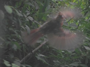 Baby Cardinal