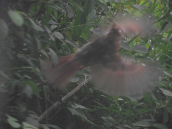 Baby Cardinal