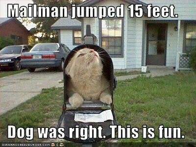 Cat Blog