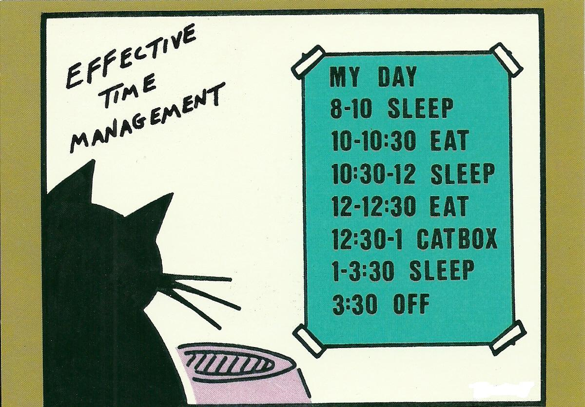 Cat Day