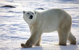 Polar Bear