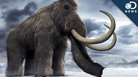 Wooly Mammoth