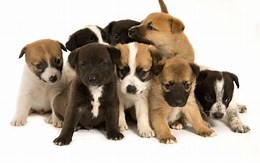 Puppy Litter