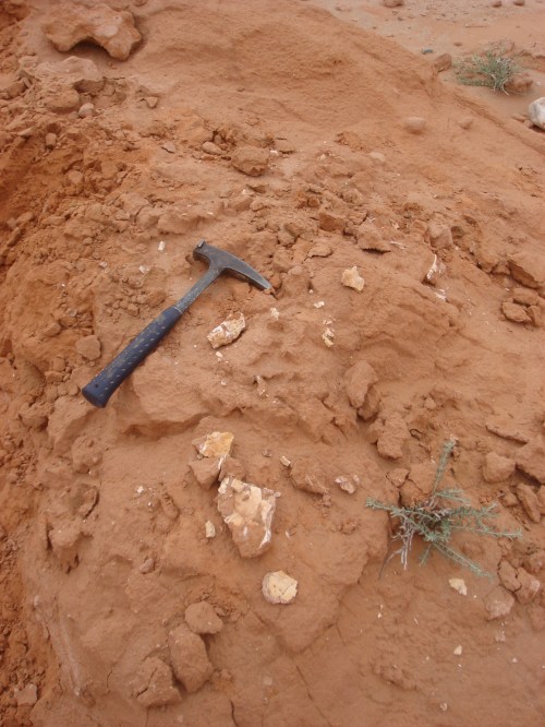 Surface bone in the field