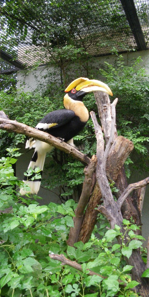 ind hornbill 0 ind hornbill 0